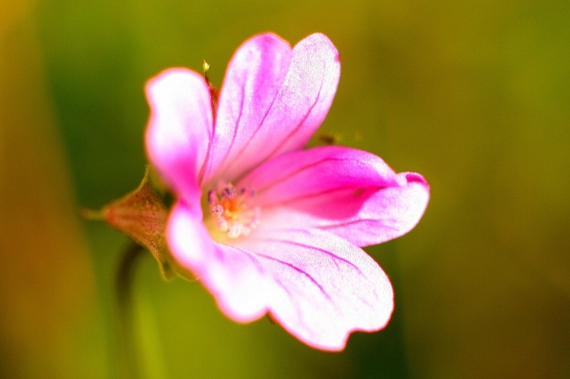 Kvetinka
