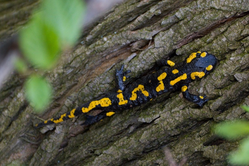 Salamander
