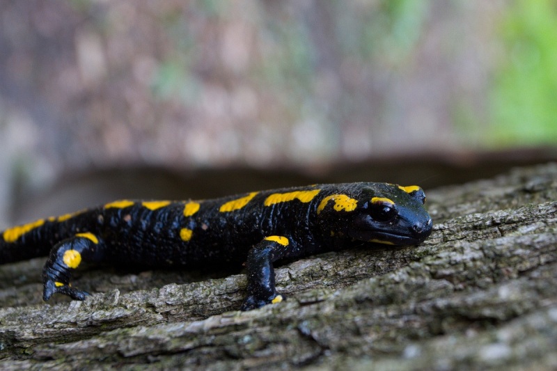 Salamander
