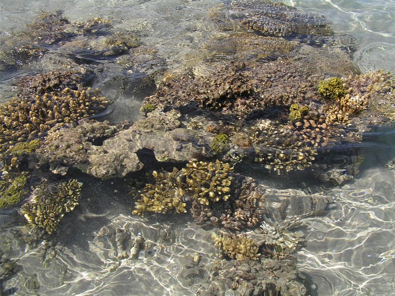 koraly pri odlive
