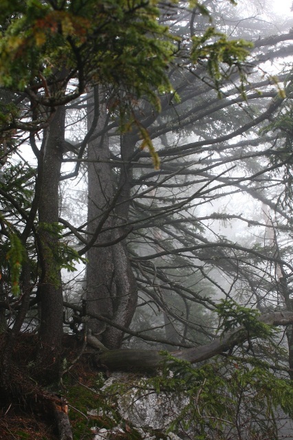 Strom v mlhe
